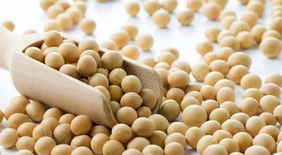 大豆的营养成分非常丰富,其蛋白质含量高于谷类和薯类食物2.